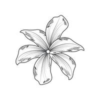 flower sketch style vector