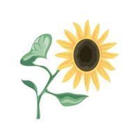 sunflower and leaves vector