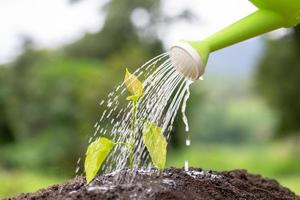 Watering growing plants on complete soil. Concept of caring for the environment photo