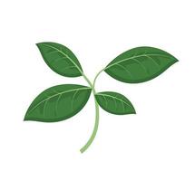 tropical leaves branch vector