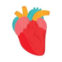 anatomía médica del corazón vector