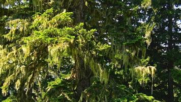 Tree branches with affected by wild tree disease in summer outdoors in wilderness of caucasus video