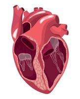half heart realistic organ