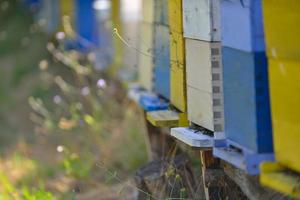 honey bee home in nature photo