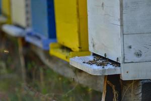 honey bee home in nature photo