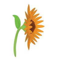 beautiful sunflower garden vector