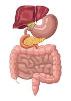 digestive system realistic organs vector