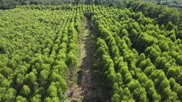 vista aérea de árboles de cultivo y plantación en vivero al aire libre. hermoso jardín agrícola. negocio de cultivo. video
