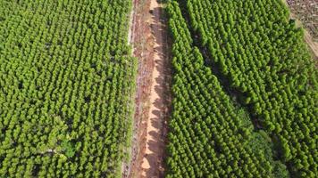 veduta aerea di alberi da coltivazione e piantagioni in vivaio all'aperto. bellissimo giardino agricolo. attività di coltivazione. video