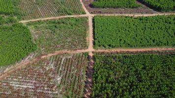 Aerial view of Cultivation trees and plantation in outdoor nursery. Beautiful agricultural garden. Cultivation business. Natural background in motion. video