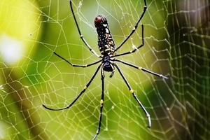 spider insect and web photo