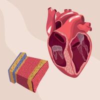 corazón tejidos órgano realista vector