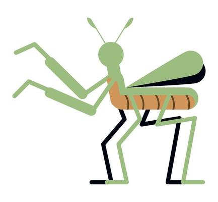 Free cricket insect - Vector Art