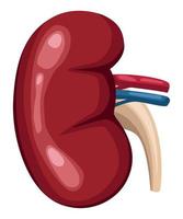 riñón realista órgano humano vector