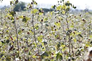 Cultivation of cotton and cotton field photo