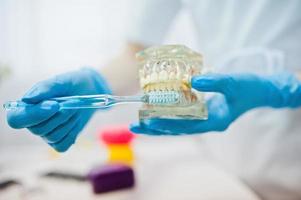 mandíbula dental a manos del dentista con cepillo de dientes. foto