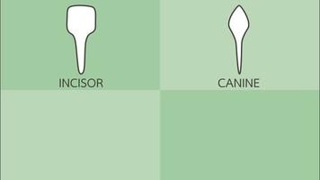 tandtyp med detaljord - framtand, hörntand, premolar, molar, typ av tänder - dental tecknad vektor platt stil rendering 2d-filmanimation, i 4k och uhd ultrahögupplöst videoformat 3840x2160 video