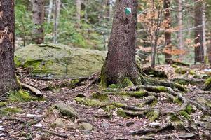 bosque verde con raíces de árboles en las montañas de los cárpatos. foto