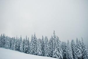 pinos cubiertos de nieve en la montaña chomiak. hermosos paisajes invernales de las montañas de los cárpatos, ucrania. naturaleza helada. foto