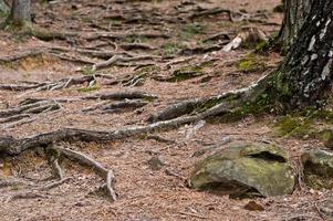 Green forest with roots of trees in Carpathians mountains. photo