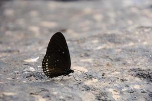 Butterfly on the rocks photo