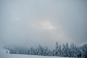 Pine trees covered by snow on mountain Chomiak. Beautiful winter landscapes of Carpathian mountains, Ukraine. Majestic frost nature. photo