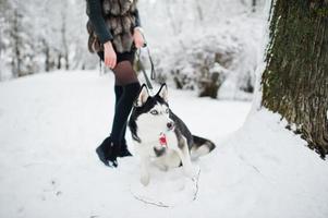 Husky dog on a leash at hand of girl on winter day.
