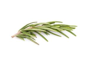 rosemary isolated on white background photo