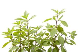 fresh basil leaves photo