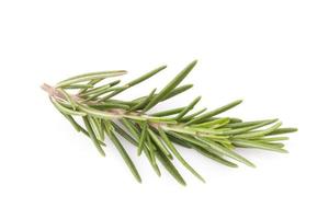 rosemary isolated on white background photo