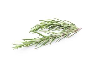 rosemary isolated on white background photo