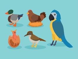 five birds species icons vector