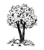 Hand drawn vector illustration with black outline in engraving style. Garden fruit tree, apples, grass. For labels, prints. Element of nature. Sketch in ink. Growing plants.