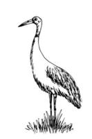 Simple vector ink sketch. Crane bird stands in the grass isolated on a white background. Nature, ornithology, animal welfare.