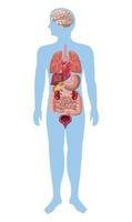 realistics organs in body vector