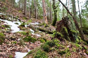 tocón de madera en el bosque húmedo en las montañas de los Cárpatos. foto
