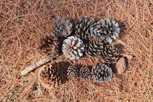 pine cones on the ground. top view photo