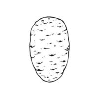 esquema de patata. ilustración vectorial dibujada a mano. producto del mercado agrícola, vegetal aislado. vector
