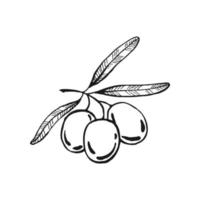 ramas de olivo racimo de frutos de olivo y ramas de olivo con hojas. ilustración dibujada a mano convertida en vector. vector