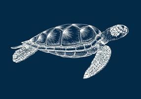 Sea turtle. Hand drawn illustration converted to vector. Vector with animal underwater.