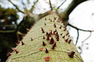 Close up of thorn tree with thorny trunk. photo