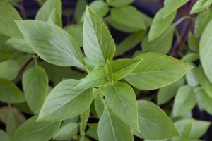 hojas frescas de albahaca foto