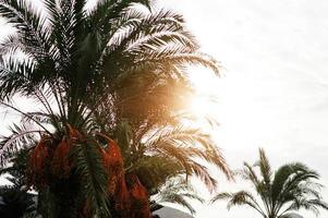 Palm trees with ripe dates at Bodrum, Turkey. photo