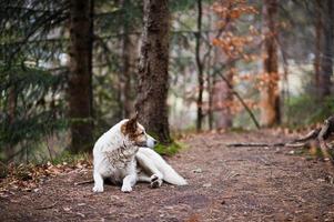 Wild lonely white dog in forest at Carpathian mountains. photo