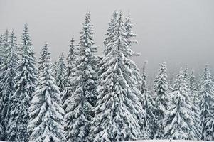 Pine trees covered by snow on mountain Chomiak. Beautiful winter landscapes of Carpathian mountains, Ukraine. Majestic frost nature. photo