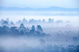 niebla en el bosque en el parque nacional thung salang luang phetchabun, tung slang luang es sabana de pastizales en tailandia. foto