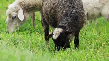 las ovejas marrones domésticas comen hierba en el pasto. cría de animales en la granja. rebaño de ovejas está mordisqueando hierba verde en el campo. la vida rural en el campo. video