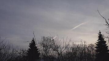 Leafless trees and birds video