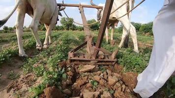 agricoltura tradizionale del villaggio indiano asiatico con bue, questo è un sistema di agricoltura completamente manuale video