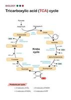 Biology diagram show pathway of citric acid or Krebs or TCA cycle in aerobic respiratory system for generate cellular ATP energy vector